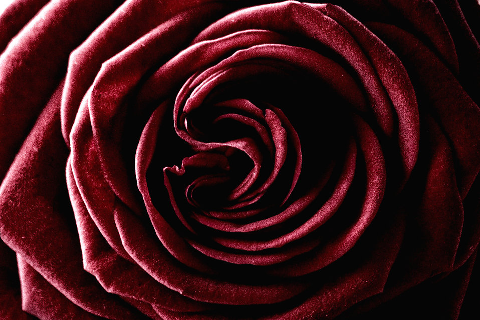 A dark red rose.