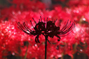 red spider lily flowers